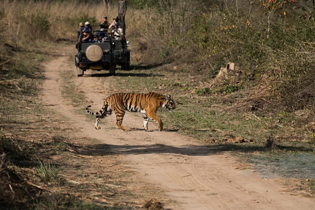 Ranthambore in October