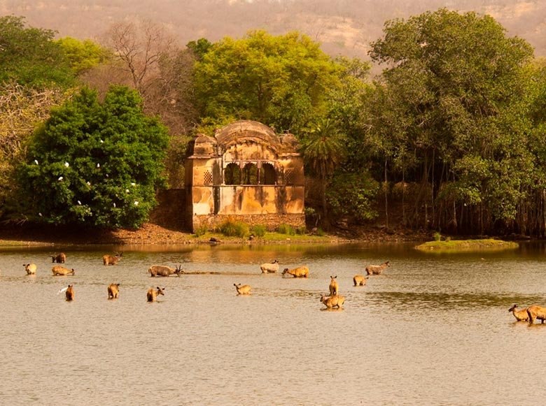 Ranthambore in October