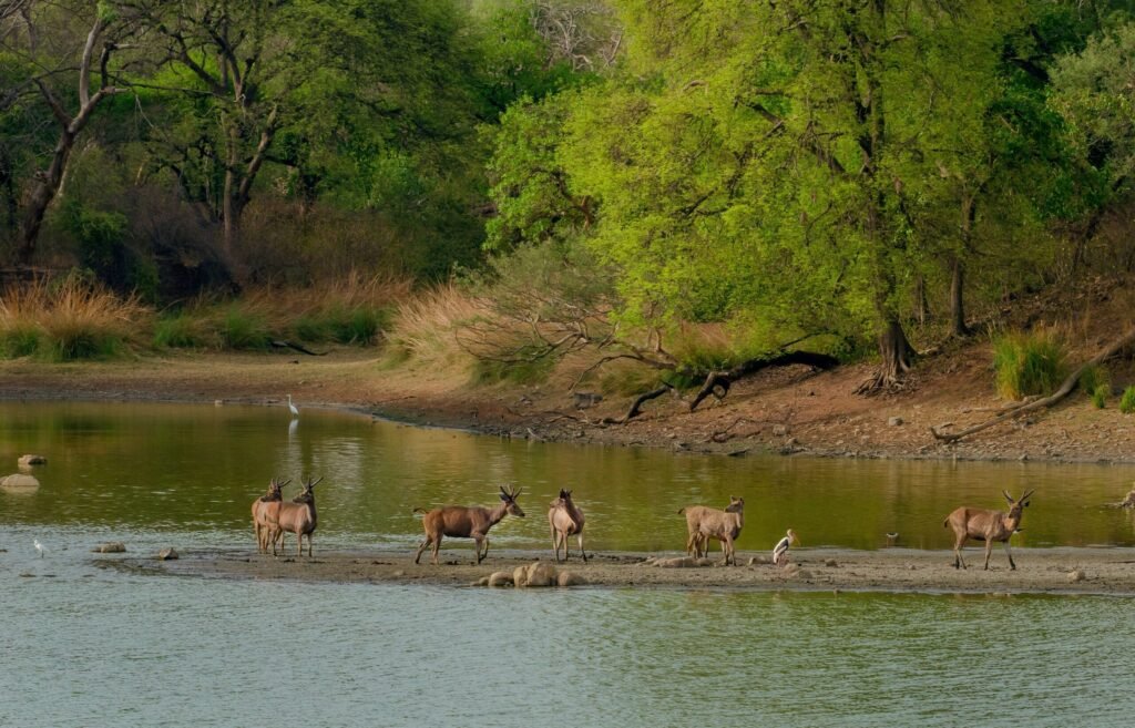 Ranthambore in October