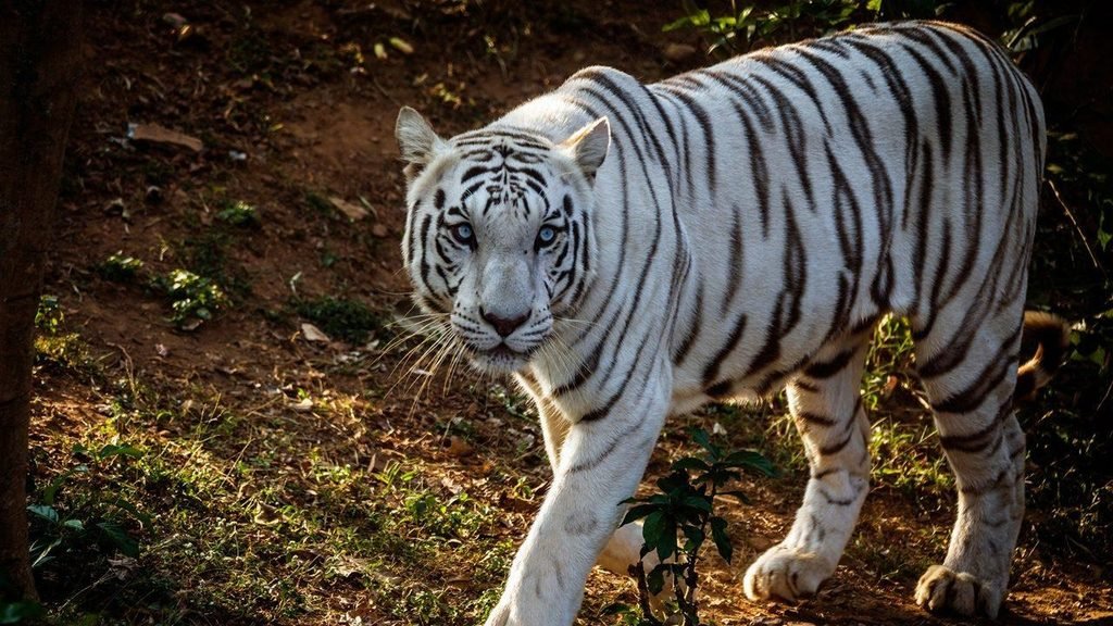 Biggest Zoo in India