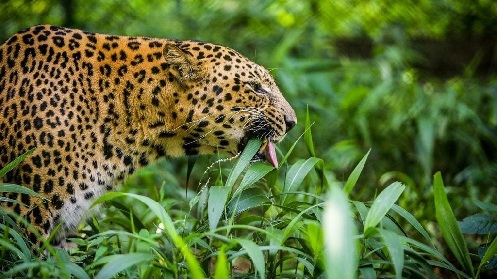 Biggest Zoo in India