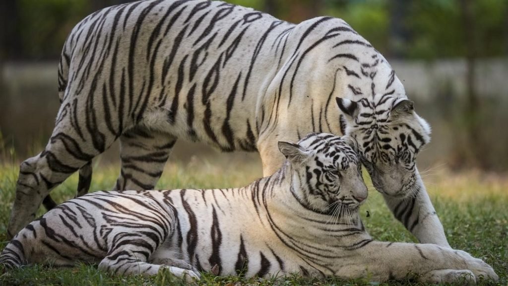 Biggest Zoo in India